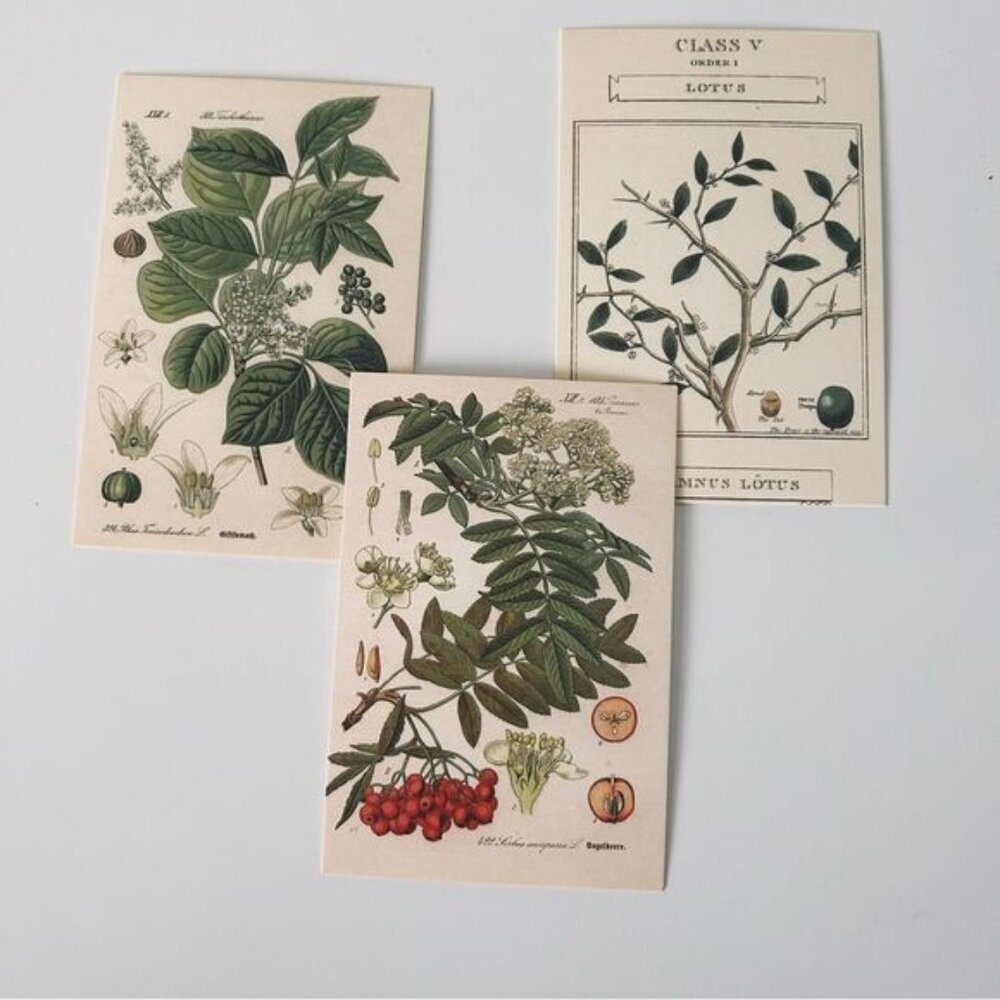 Naturecore print Bundle of 3 wall decor postcard